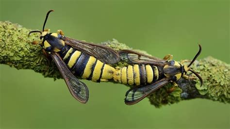 Insekten Sex Feldgrillenmännchen Tanzen Hinterher Mdr De