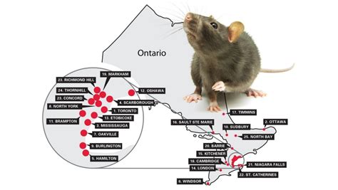 Windsor Moves Up A Notch In Annual Rat Rankings Ctv News