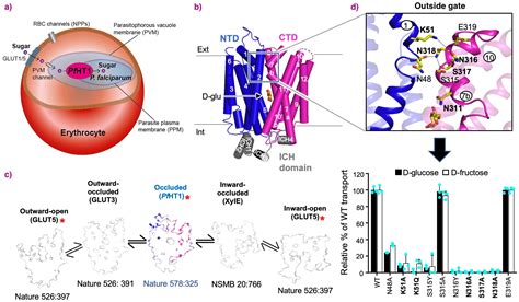 Glucose Transporter Structure Transport Informations Lane