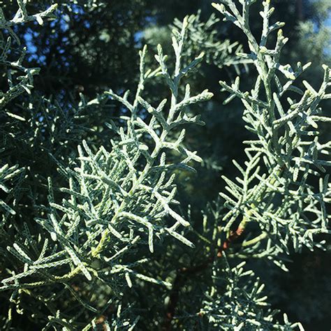 Blue Ice Arizona Cypress For Sale Online | The Tree Center