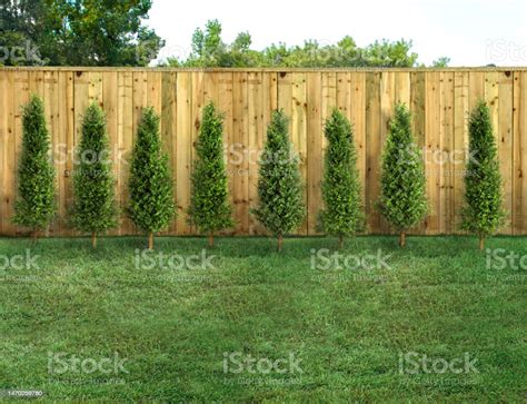 Empty Backyard With Green Grass Trees And Wood Fence Stock Photo