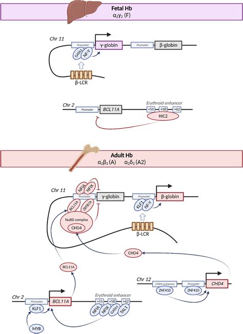 Molecular Basis And Genetic Modifiers Of Thalassemia Hematology