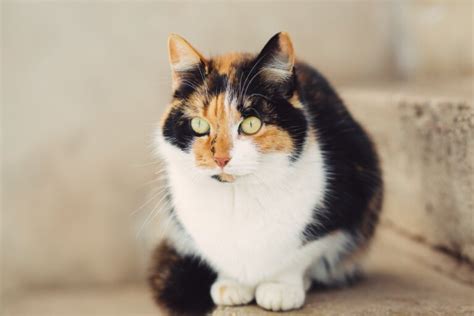 Gato Calic Todo Lo Que Debes Saber Sobre Los Mininos Tricolor Mis