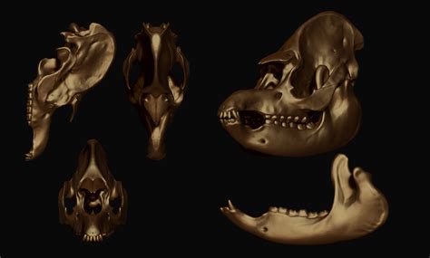 Tapir - Tapirus Skull 3D model 3D printable | CGTrader