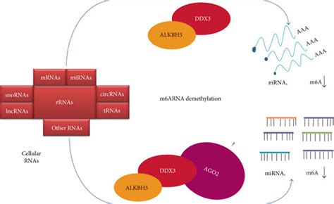 Working Model For The Role Of Alkbh5 And Ddx3 In M⁶a Rna Demethylation