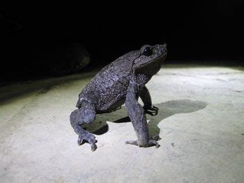 Absurd Creature Of The Week This Toad Grows A Spiky Mustache And Stabs