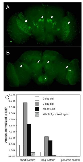 Figures And Data In Glia Neuron Coupling Via A Bipartite Sialylation