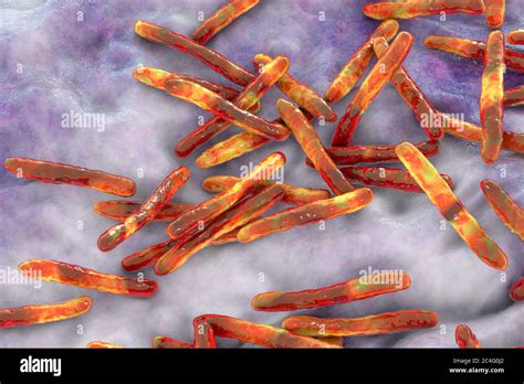 Tuberculosis Bacteria Computer Illustration Of Mycobacterium