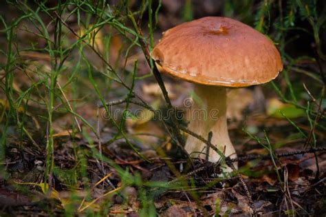 Beautiful Fresh Edible Mushrooms Porcini Mushrooms In A Bright Green