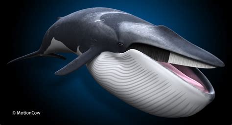 Fin Whale – MotionCow