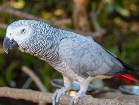 Top Most Expensive Parrots In The World To Keep As Pets