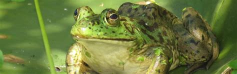 American Bullfrog Control and Monitoring – SSISC