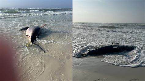 Dead Pregnant Great White Shark Washes Ashore On Florida Beach Fox