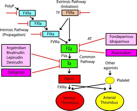 Coagulation Cascade And Drugs