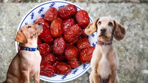 Dürfen Hunde Nüsse essen Ein Hunde Profi Klärt Auf 2025