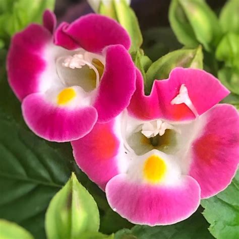 Amazon Sinningia Speciosa Seeds Florist Gloxinia Cape Primrose