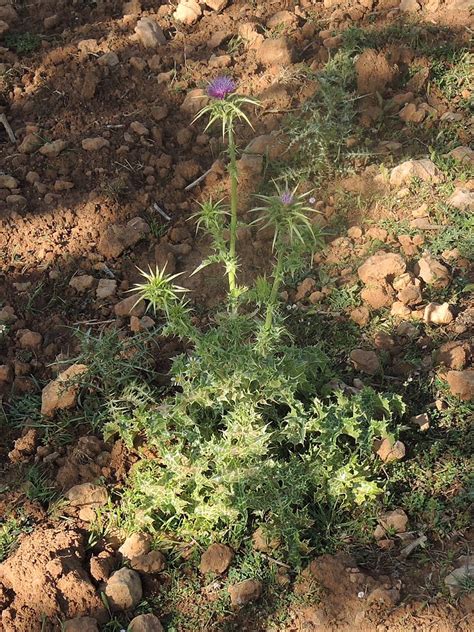 Gewöhnliche Mariendistel bei Son Real Mallorca NGID11358 Flickr