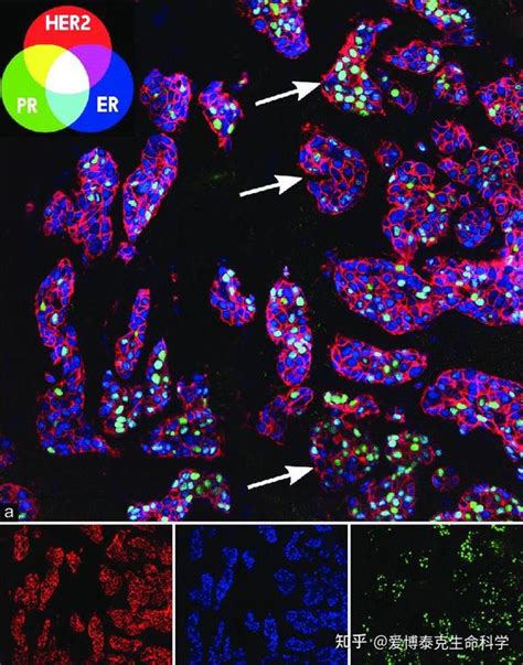 超全攻略 ！一文理清免疫荧光实验步骤、技巧及疑难问题 知乎