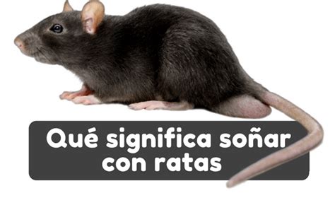 Soñar con ratas Significado de soñar con una rata blanca Ratas