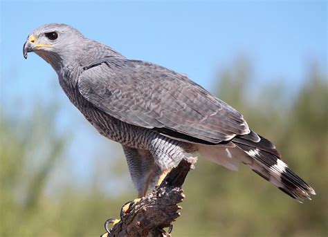 Raptor Free Flights At The Arizona Sonora Desert Museum