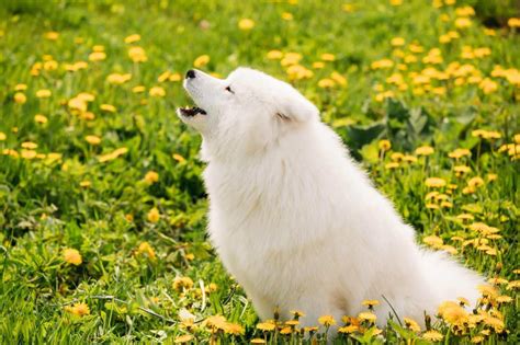 Rüyada Köpek ısırması Ne Demekrüyada Havlayan Köpek Görmek Ne Demekrüyada Köpek Sürüsü Görmek