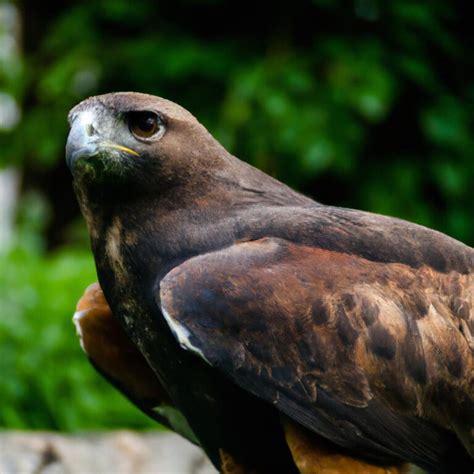 El águila Arpía Es Uno De Los águilas Más Grandes Del Mundo Y Se