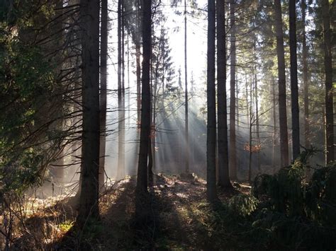 Fotos Gratis Paisaje Naturaleza Desierto Ligero Niebla Sendero