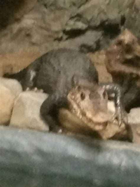 crocoman by jenspikachulol on DeviantArt