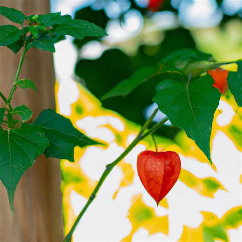 Planta Lanterna Japonesa Tudo O Que Voc Precisa Saber Gpa Brasil