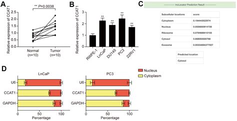 LncRNA CCAT1 Promotes Prostate Cancer Cells Proliferation Migration