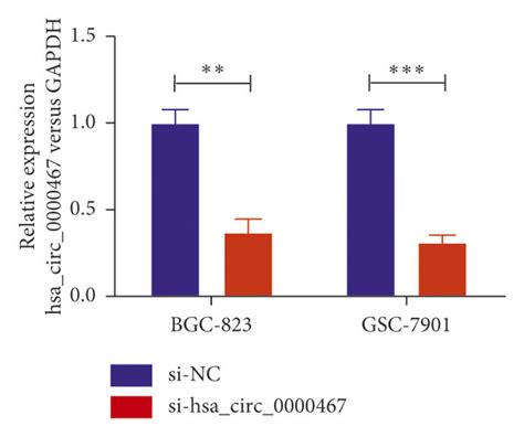 Effect Of Hsa Circ 0000467 Silencing On GC Proliferation Invasion