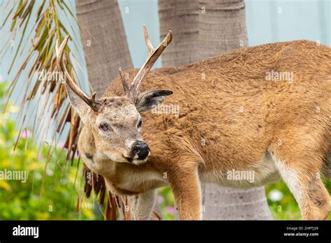 A Male Key Deer Odocoileus Virginianus Clavium Buck With Antlers