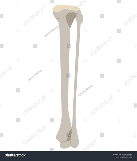 Leg Muscle Sport Trauma Bone Pain Stock Vector (Royalty Free