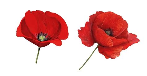 Poppy Flower Meaning and Symbolism: Honor & Remembrance | Poppy flower ...