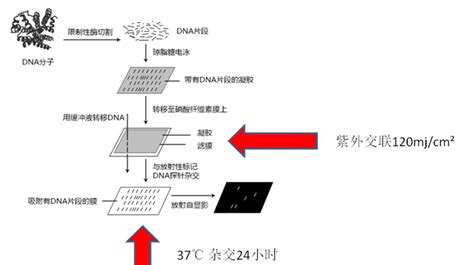 如何正确理解紫外交联仪中三种波长UVAUVBUVC 化工仪器网