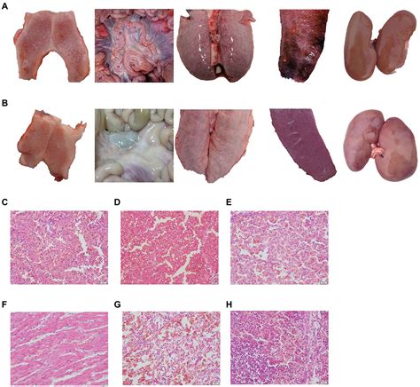 Frontiers Immunogenicity Of The Recombinant Adenovirus Fusion Expressing E0 E2 Gene Of The