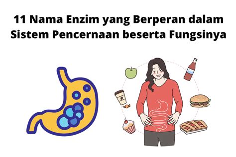 nama enzim  berperan  sistem pencernaan beserta fungsinya