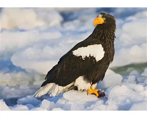 Photographic Print Of Stellers Sea Eagle Haliaeetus Pelagicus