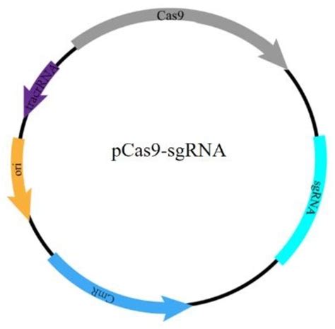 Plasmid Map Of Pcas Sgrna Targeted To Vana Gene The Pcas Sgrna Was