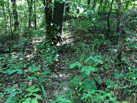 For Sale Acres Jefferson County Il Hunting Cropland Tillable