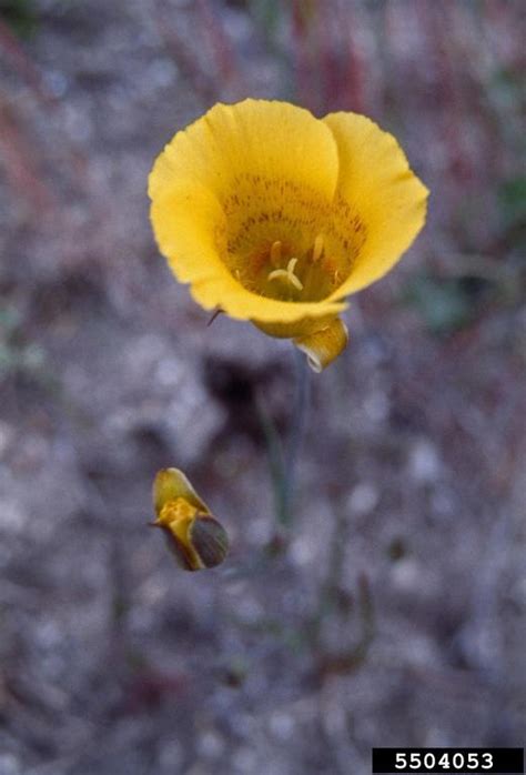 Yellow Mariposa Lily Calochortus Luteus Liliales Liliaceae