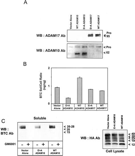 ADAM10 Mediates Ectodomain Shedding Of The Betacellulin Precursor