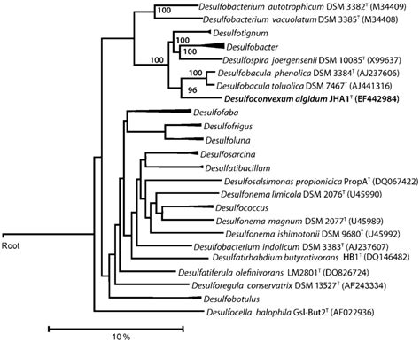 Consensus neighbour-joining tree based on 16S rRNA gene sequences ...