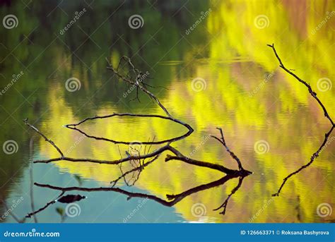 Branches In The Water Stock Image Image Of Growth Mirroring 126663371