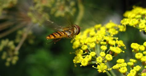 BugBlog: Summer Hoverfly identification