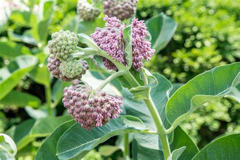 How to Grow and Care for Common Milkweed Plant