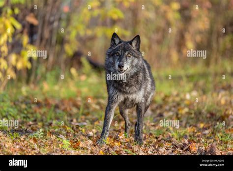 gray wolf  res stock photography  images alamy