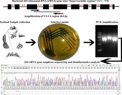 Sequencing Steps Of 16s Rrna Gene For A Hydrophila Identification