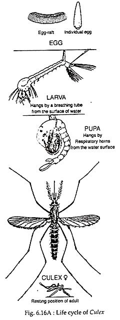 Anopheles Gambiae Life Cycle