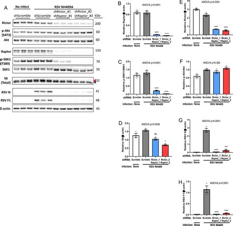 Simultaneously Knockdown Both Raptor And Rictor Block Viral Protein